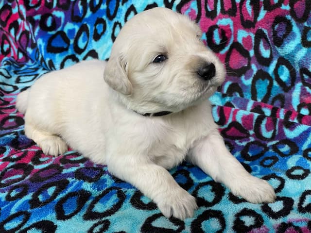 English Cream Golden Retriever Puppies media 13