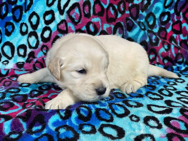 English Cream Golden Retriever Puppies media 18