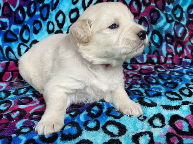English Cream Golden Retriever Puppies media 16