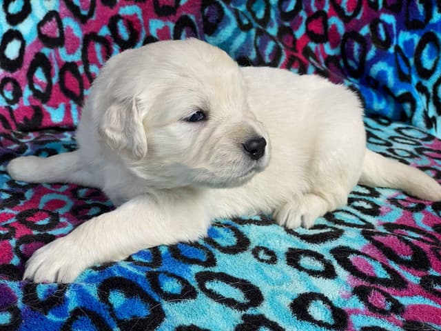 English Cream Golden Retriever Puppies media 11