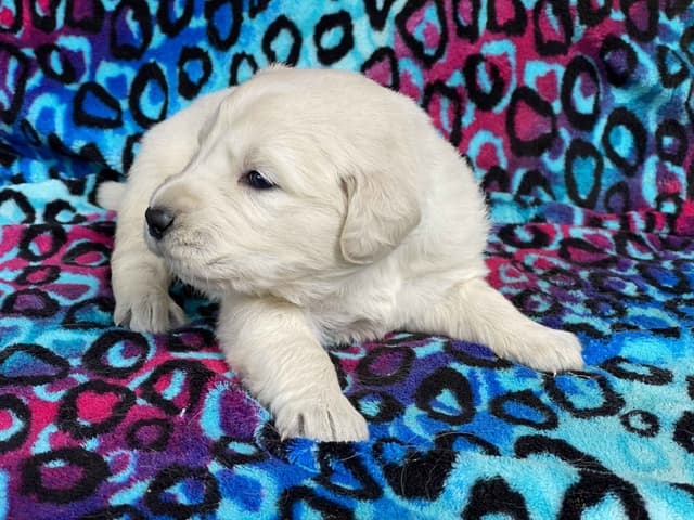 English Cream Golden Retriever Puppies media 14