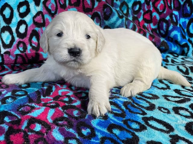 English Cream Golden Retriever Puppies media 19