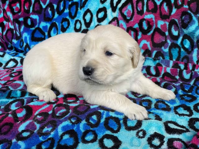 English Cream Golden Retriever Puppies media 17