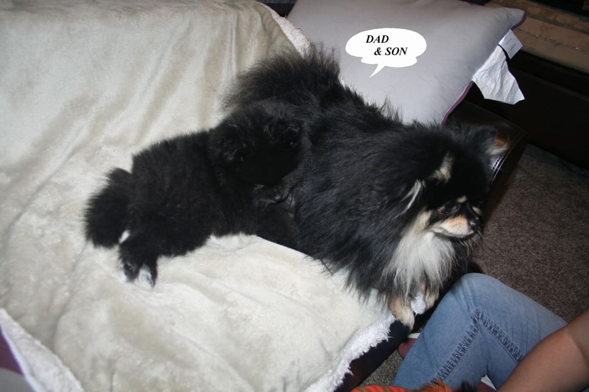 Pomeranian Puppies breeder image 2