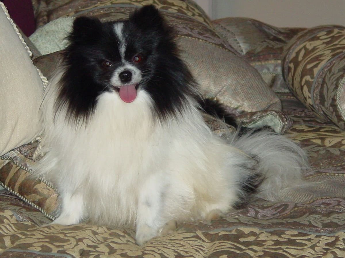 Pomeranian Puppies breeder image 3