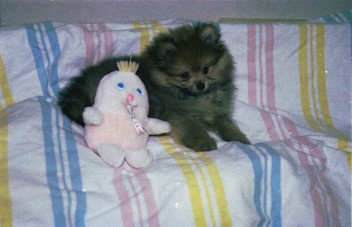 Pomeranian Puppies breeder image 4