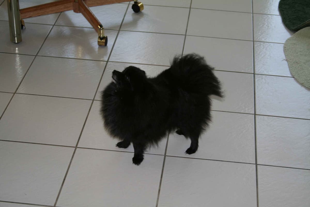 Pomeranian Puppies breeder image 5