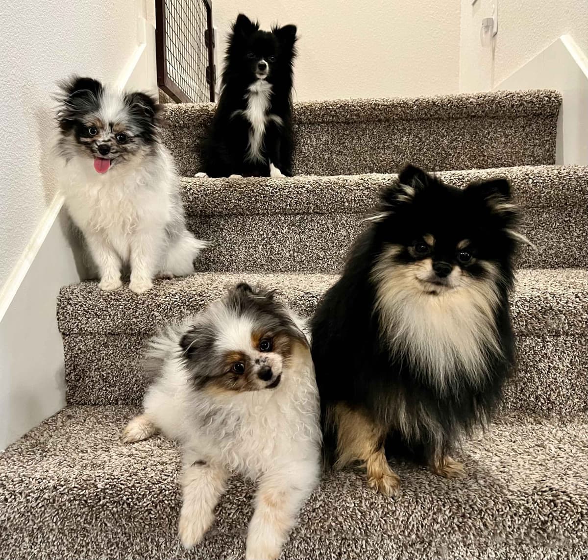 Pomeranian Puppies breeder image 7