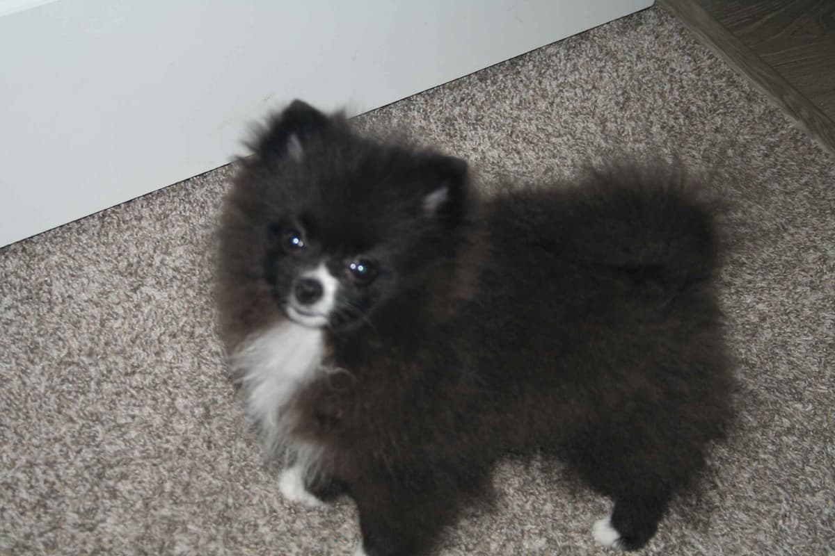 Pomeranian Puppies breeder image 8
