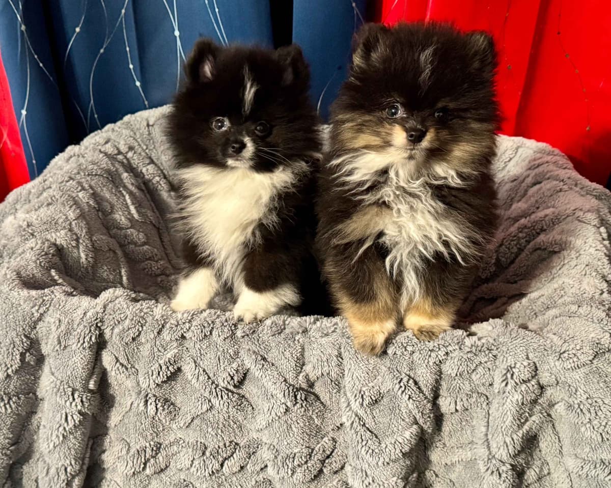 Pomeranian Puppies breeder image 1