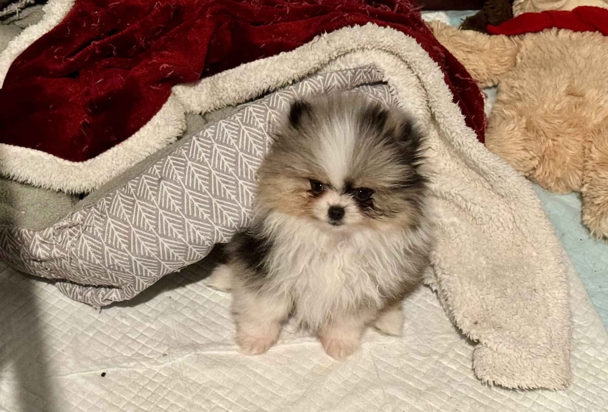 Pomeranian Puppies breeder image 9