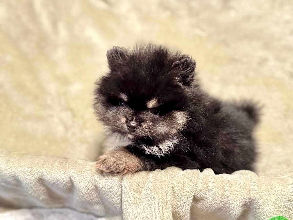 Pomeranian Puppies breeder image 10