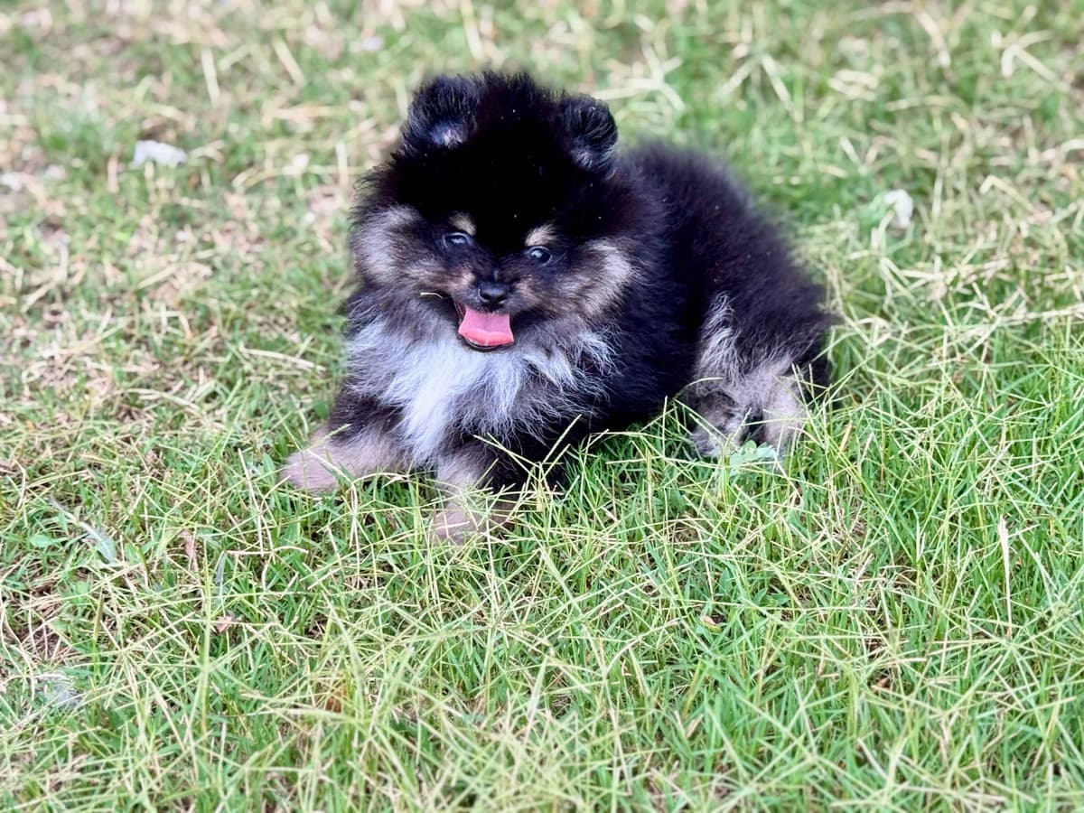 Pomeranian Puppies breeder image 11