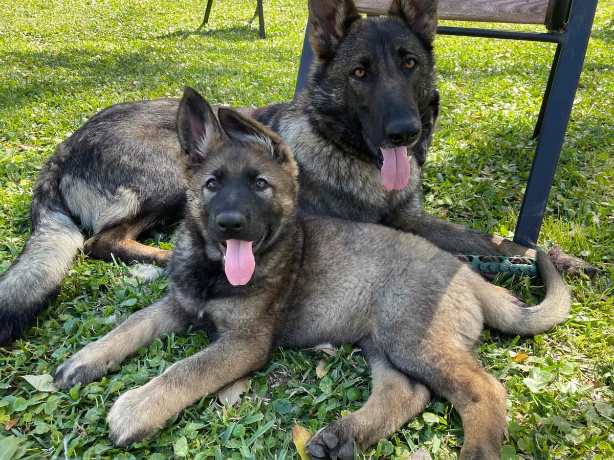 German Shepherd Dog Puppies breeder image 3