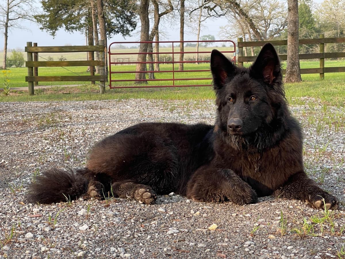 German Shepherd Dog Puppies breeder image 2