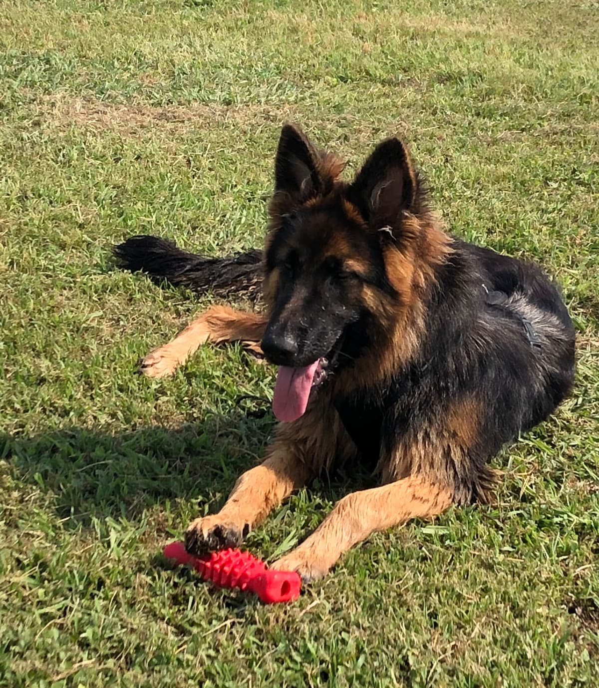 German Shepherd Dog Puppies breeder image 4