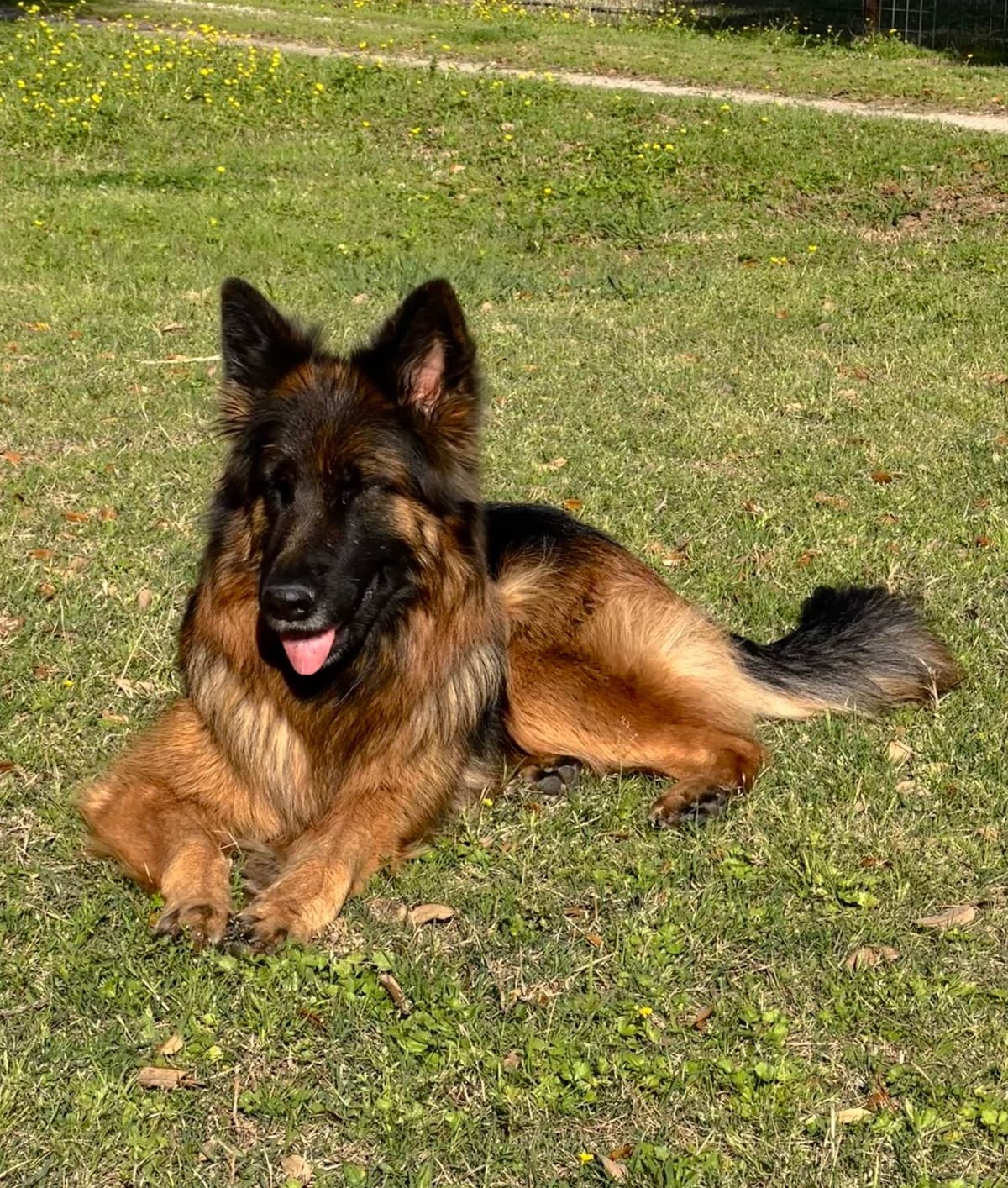 German Shepherd Dog Puppies breeder image 5