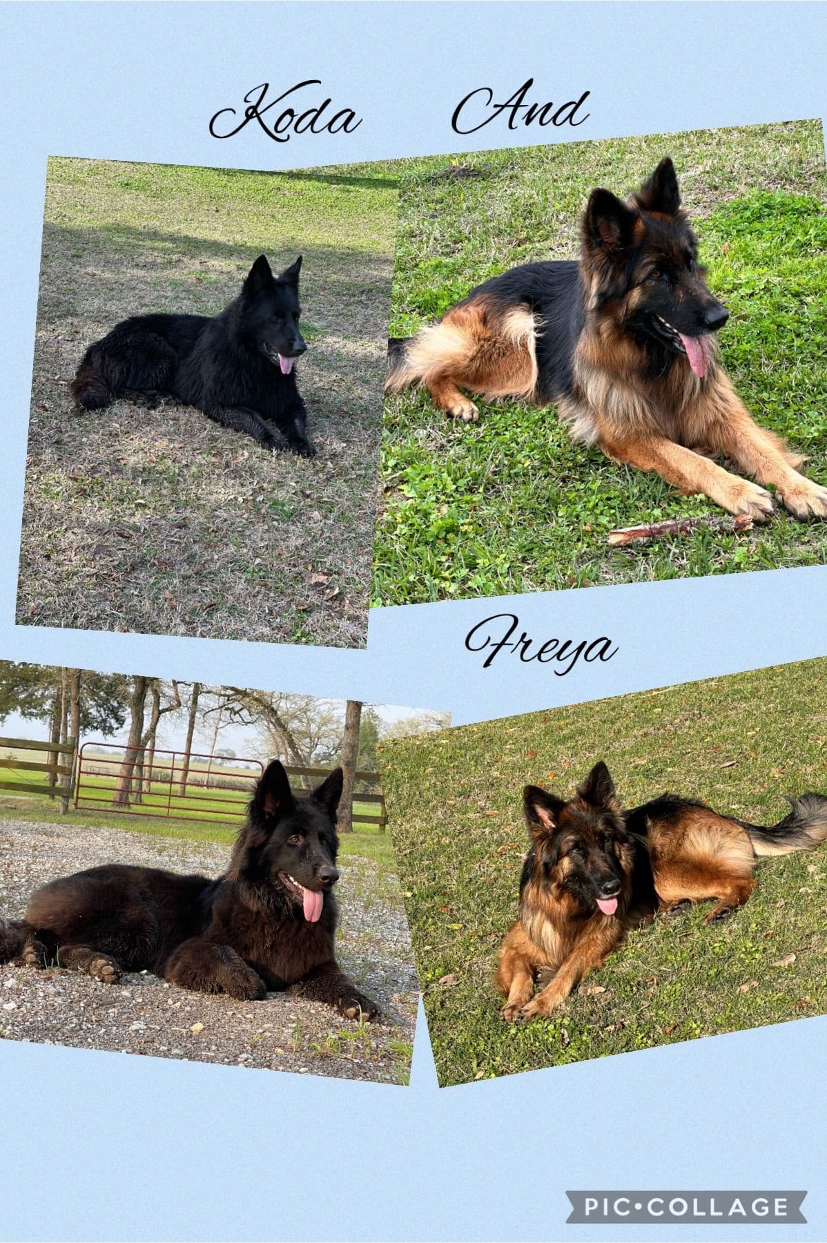 German Shepherd Dog Puppies breeder image 6