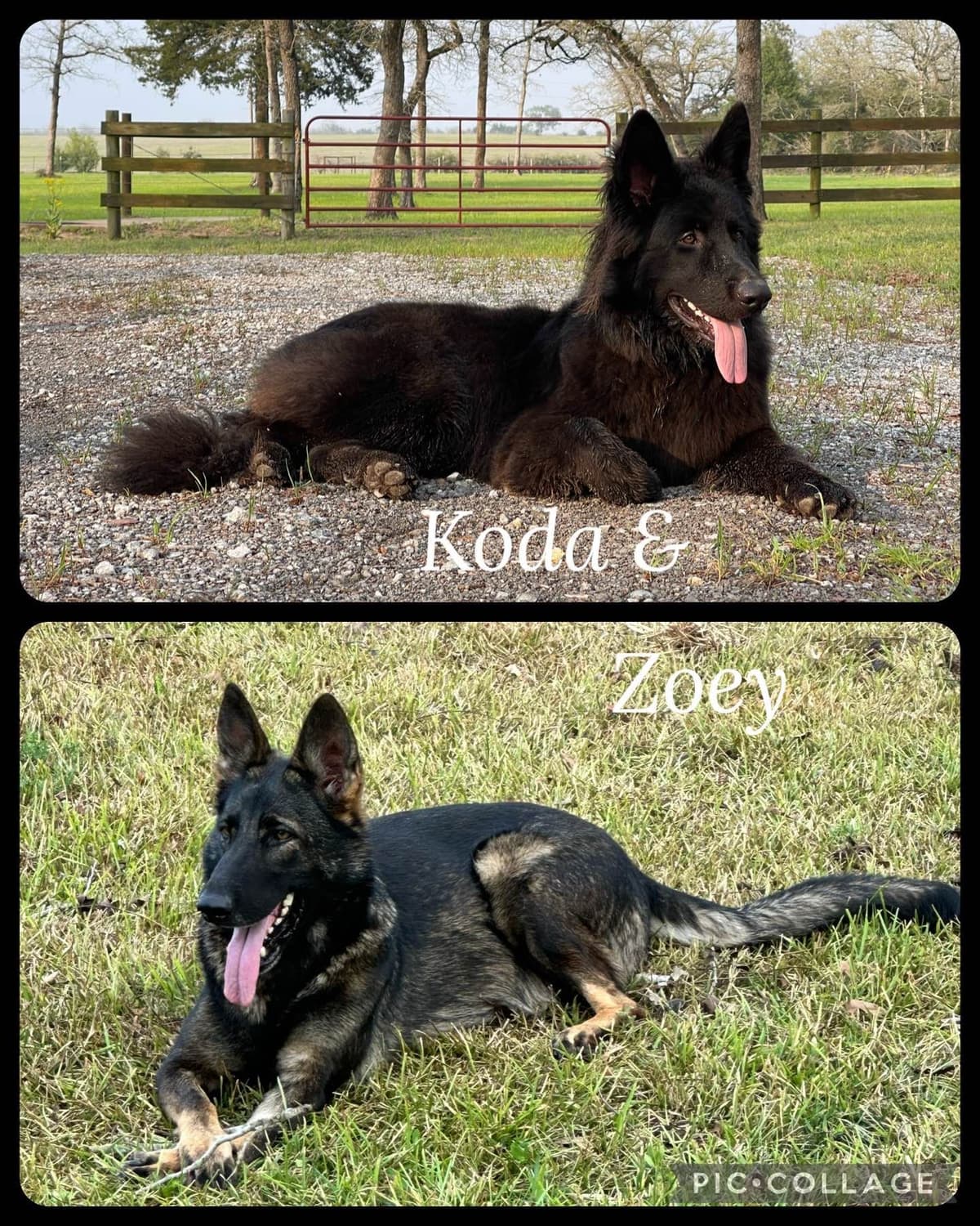 German Shepherd Dog Puppies breeder image 7