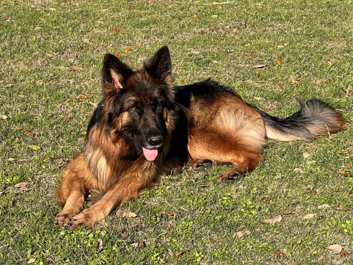 German Shepherd Dog Puppies breeder image 9