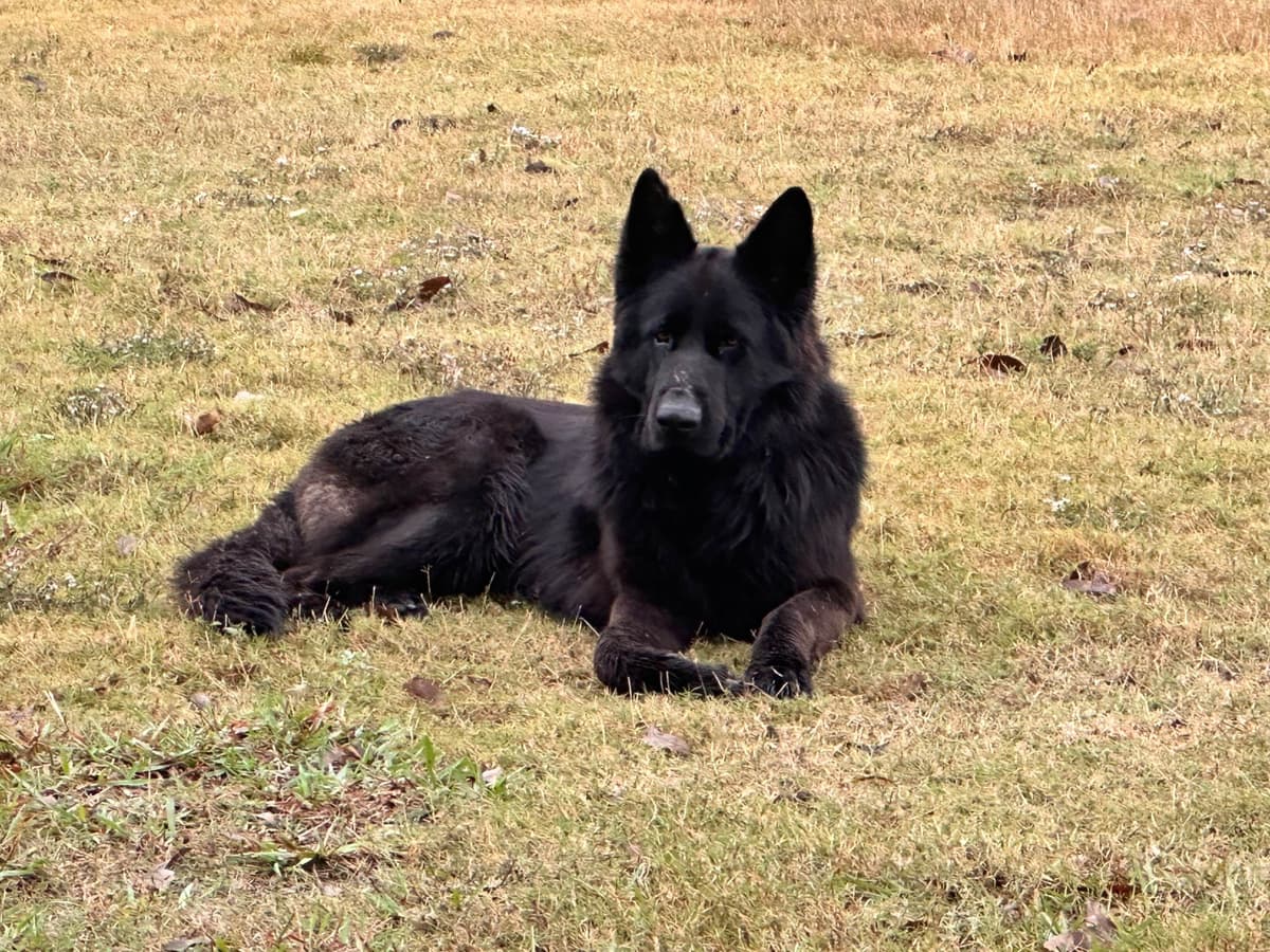 German Shepherd Dog Puppies breeder image 13