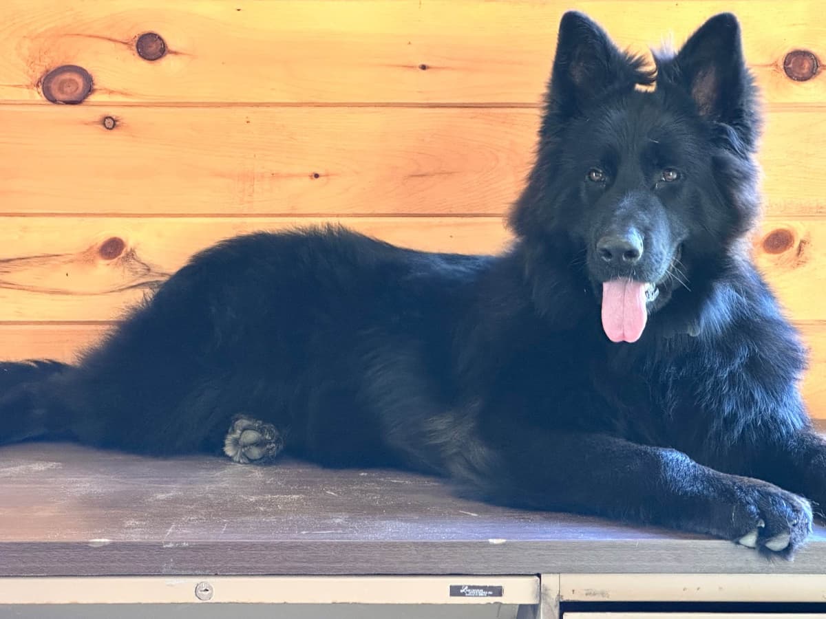 German Shepherd Dog Puppies breeder image 15