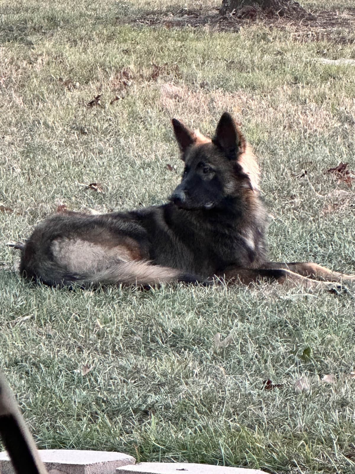 German Shepherd Dog Puppies breeder image 18