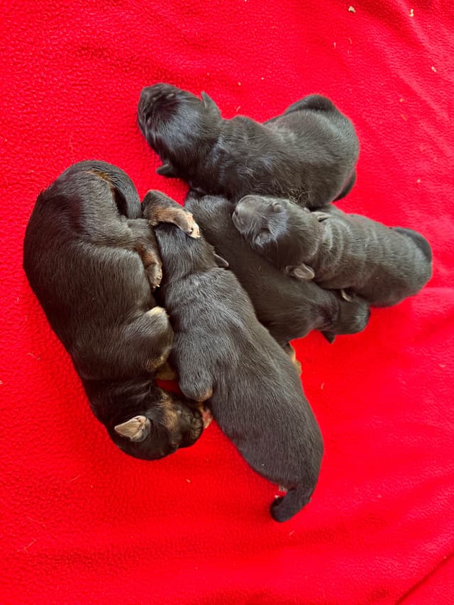 German Shepherd Dog Puppies media 2