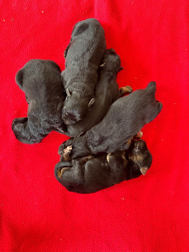 German Shepherd Dog Puppies media 3