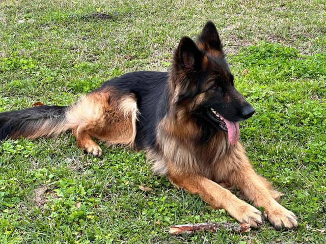 German Shepherd Dog Puppies media 4