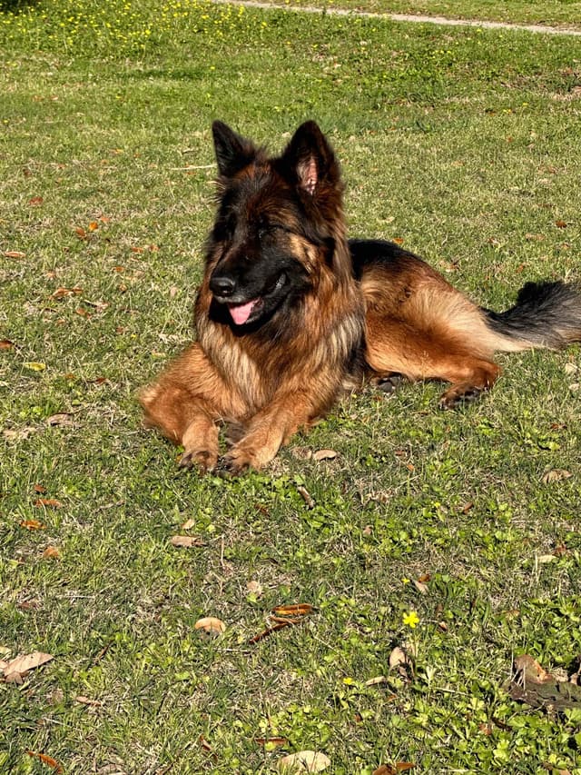 German Shepherd Dog Puppies media 6