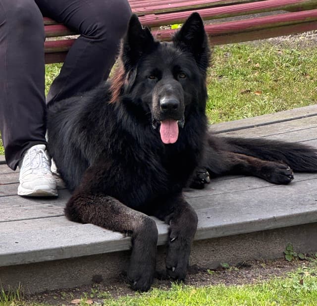 German Shepherd Dog Puppies media 7