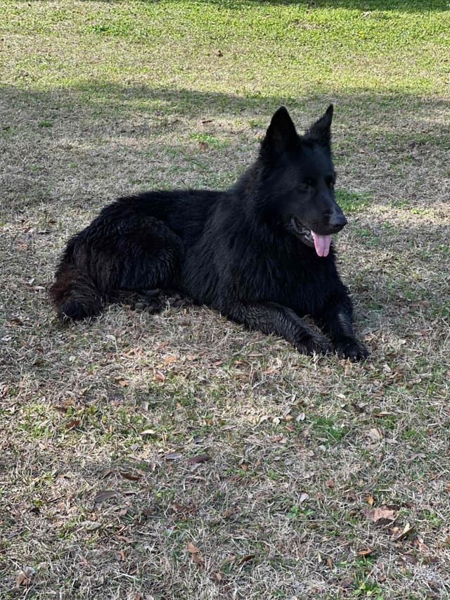 German Shepherd Dog Puppies media 8
