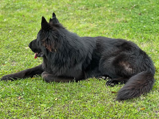 German Shepherd Dog Puppies media 9