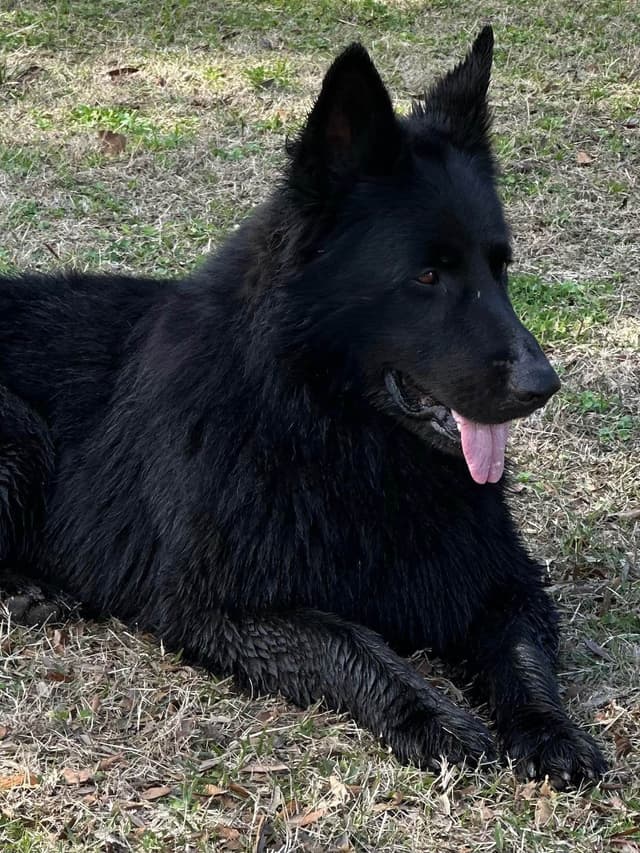German Shepherd Dog Puppies media 10