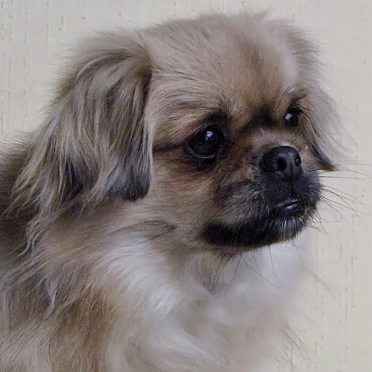 Tibetan Spaniel Puppies breeder image 1