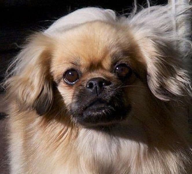 Tibetan Spaniel Puppies breeder image 6