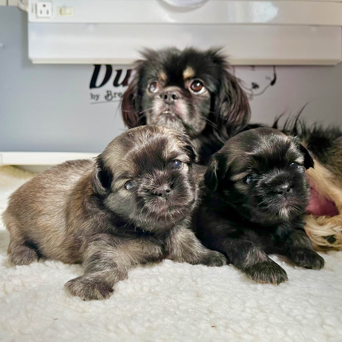 Tibetan Spaniel Puppies breeder image 8
