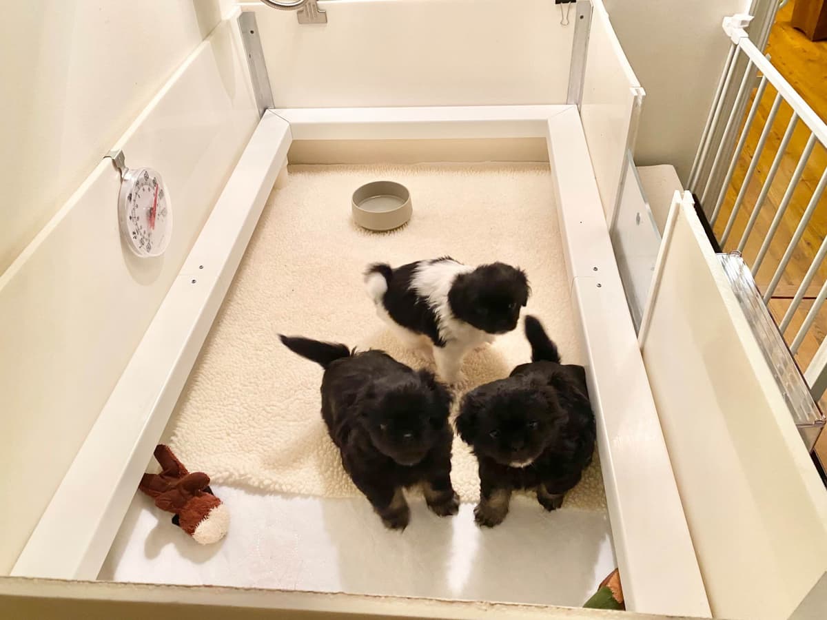 Tibetan Spaniel Puppies breeder image 9