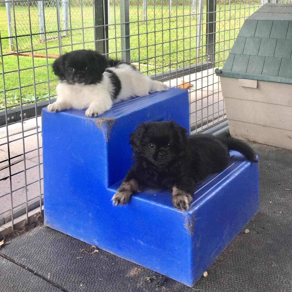 Tibetan Spaniel Puppies breeder image 10