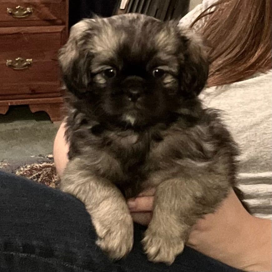 Tibetan Spaniel Puppies breeder image 11