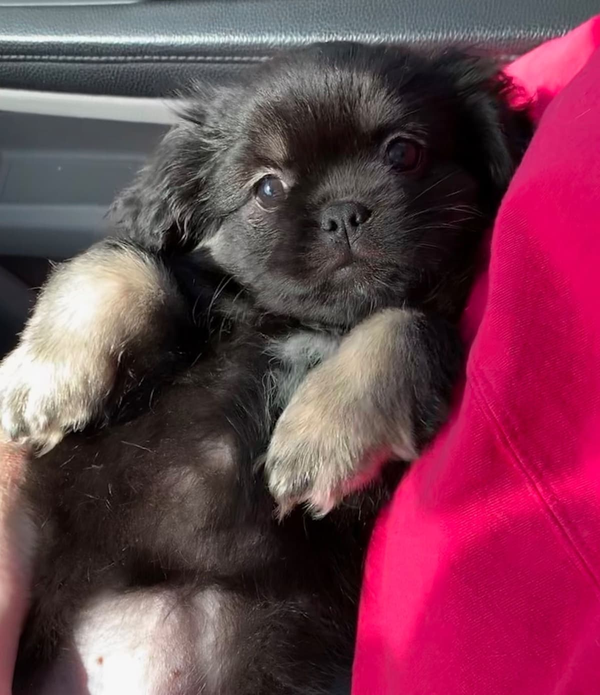 Tibetan Spaniel Puppies breeder image 19
