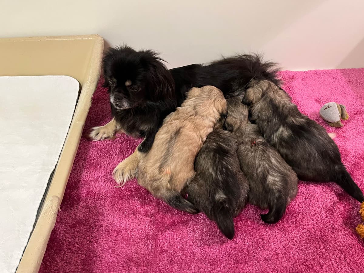 Tibetan Spaniel Puppies breeder image 20