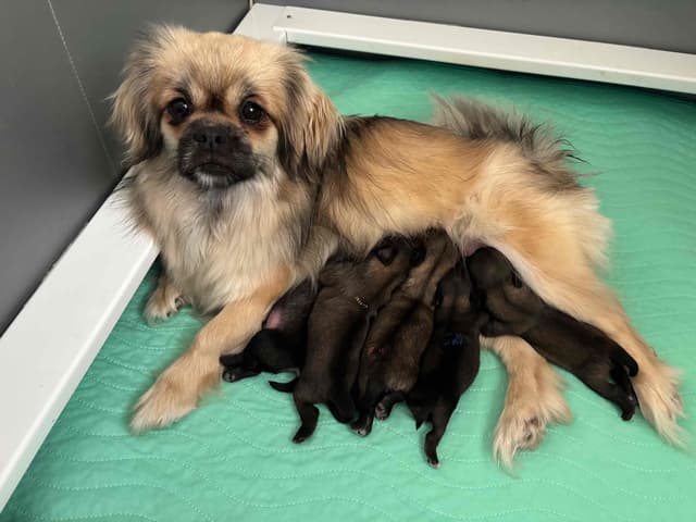 Tibetan Spaniel Puppies media 5