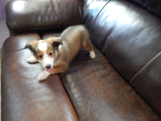 Shetland Sheepdog Puppies media 2