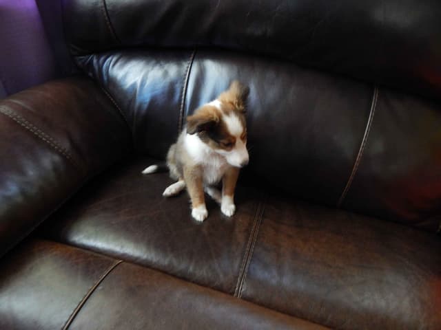 Shetland Sheepdog Puppies media 4