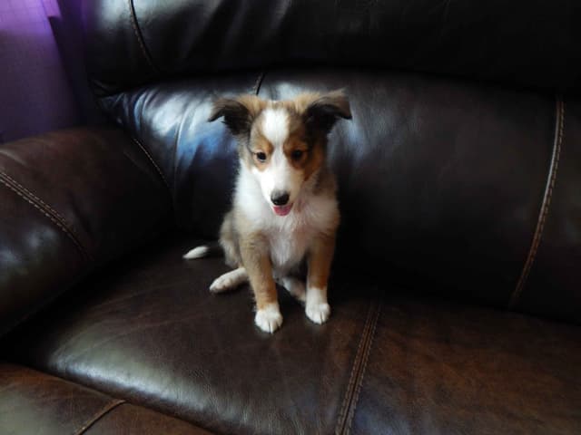 Shetland Sheepdog Puppies media 5