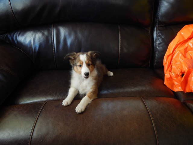 Shetland Sheepdog Puppies media 7