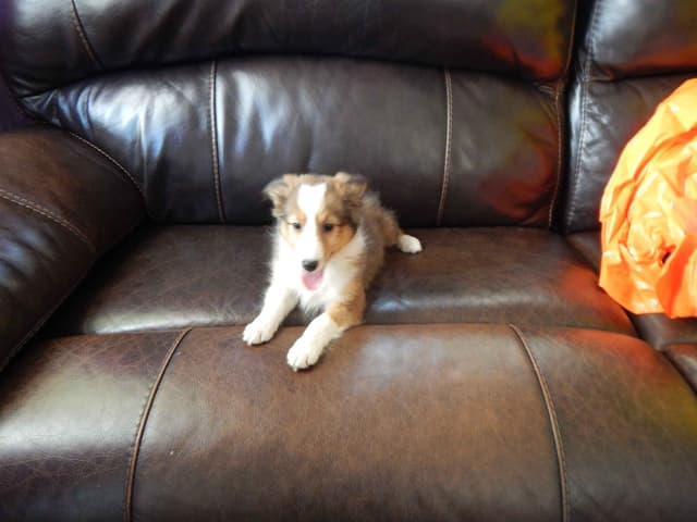 Shetland Sheepdog Puppies media 8