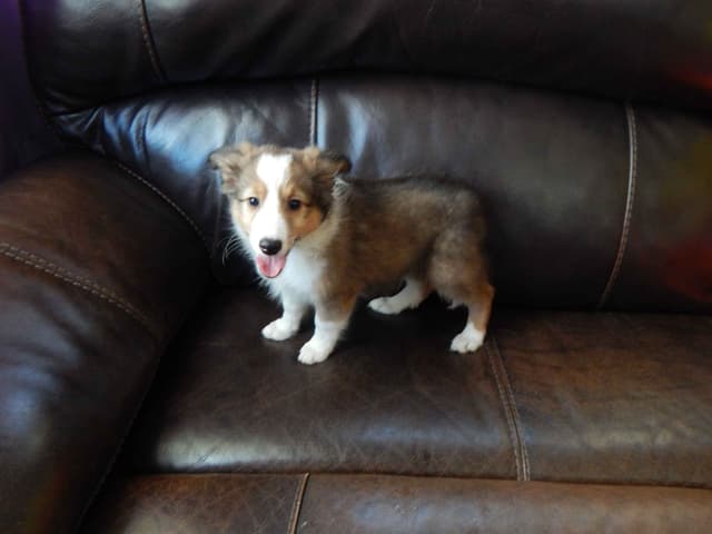 Shetland Sheepdog Puppies media 9